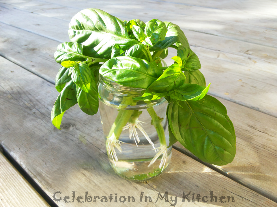 How To Propagate Basil From Cuttings