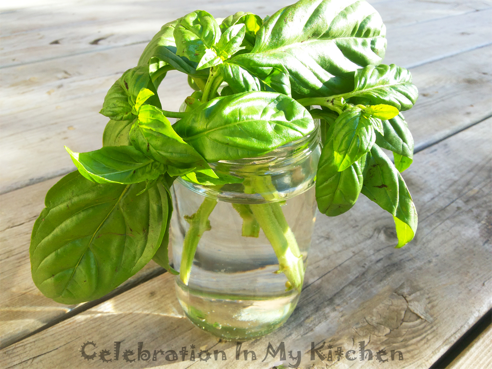 How To Propagate Basil From Cuttings