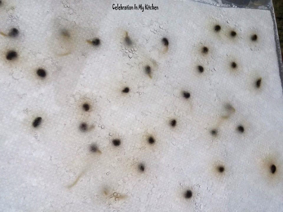 Germinating Seeds In Moist Paper Towels