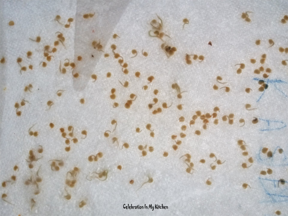 Germinating Seeds In Moist Paper Towels